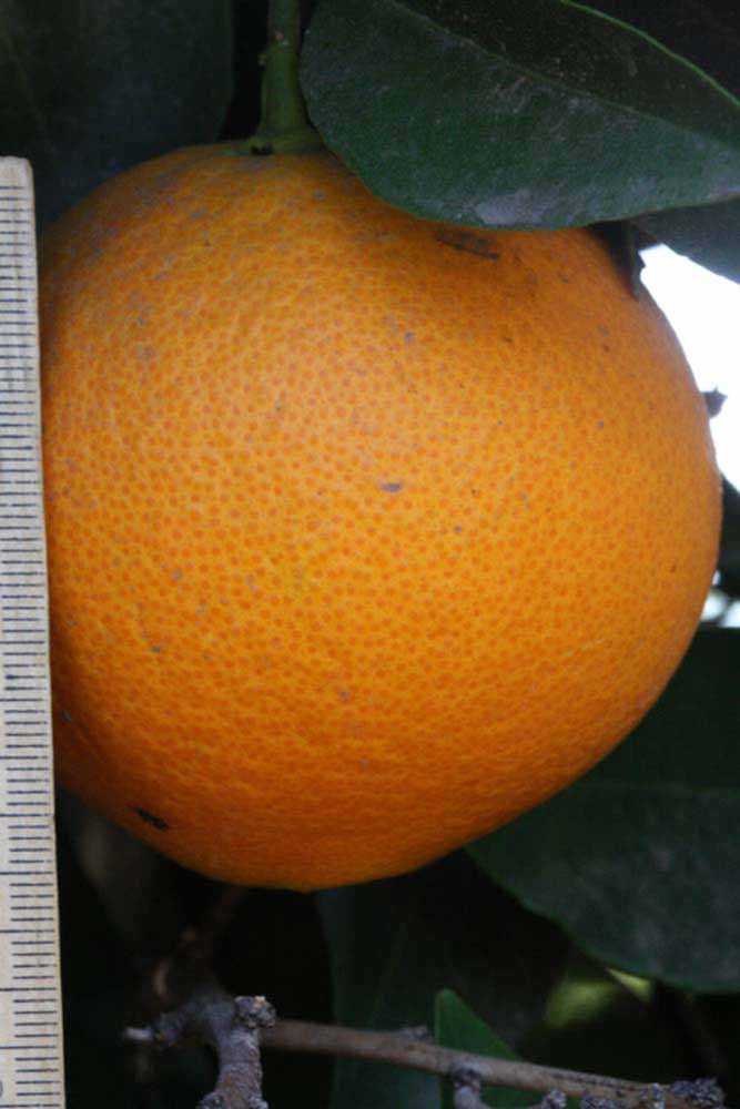              Fruit (Riverside, CA)       